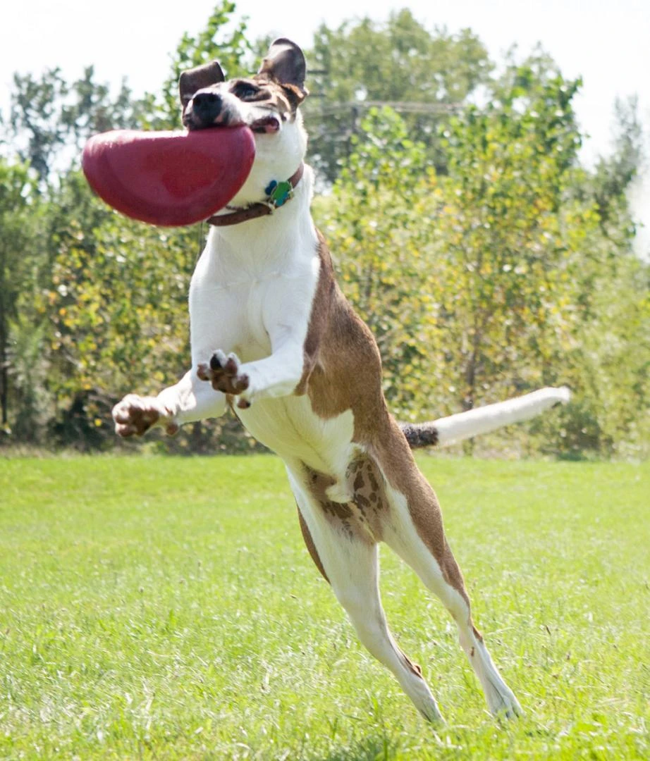 Kong Classic Flyer 3 Kong Classic Flyer - Afbeelding 3