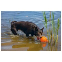 Beeztees Apportino Bal 7 Beeztees Apportino Bal -Huisdierproducten 0625880 3