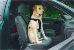 Beeztees Wandel- En Autotuig