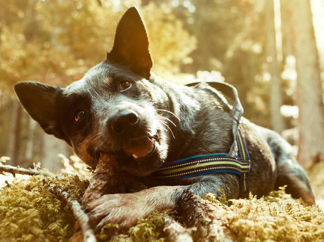 Hurtta Harnas Padded Juniper 2 Hurtta Harnas Padded Juniper - Afbeelding 2