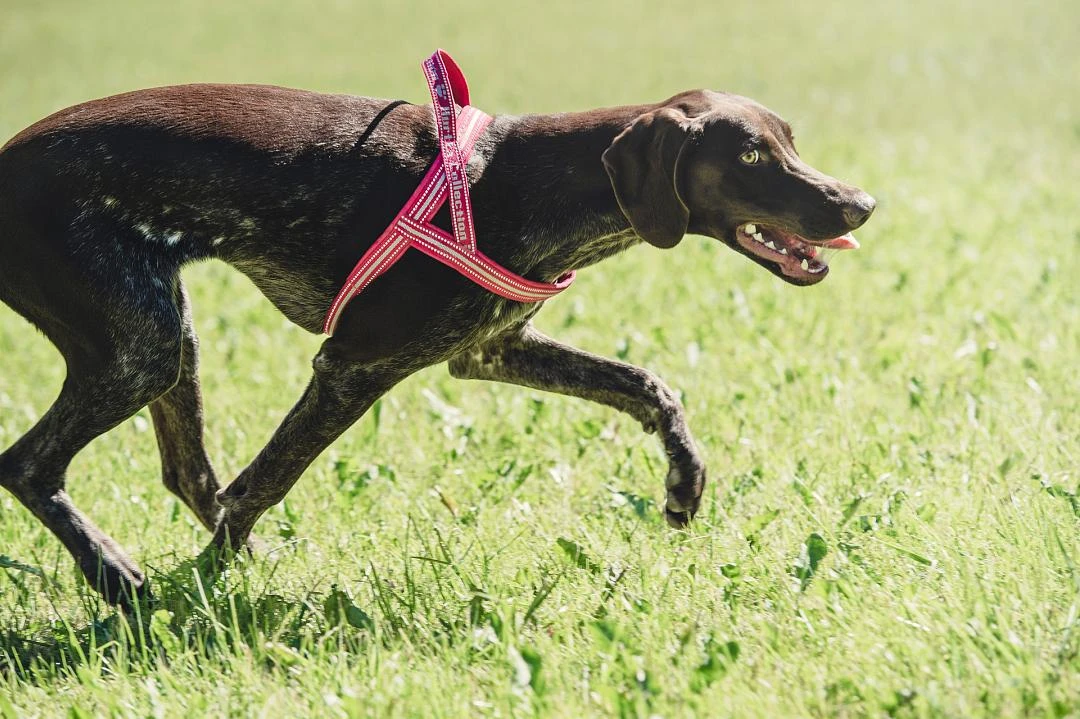 Hurtta Harnas Padded Cherry 2 Hurtta Harnas Padded Cherry - Afbeelding 2