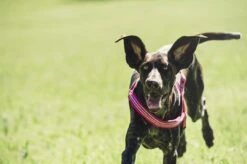 Hurtta Harnas Padded Cherry 5 Hurtta Harnas Padded Cherry -Huisdierproducten 6410329318979 tm 79 b