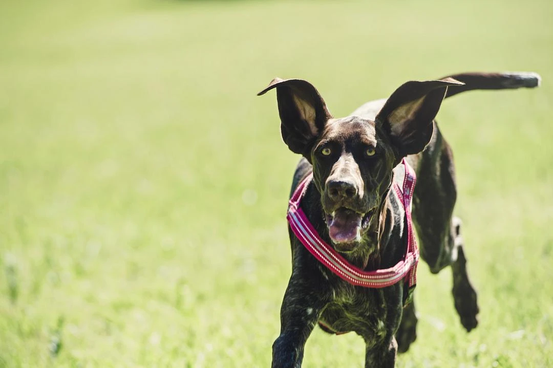 Hurtta Harnas Padded Cherry 3 Hurtta Harnas Padded Cherry - Afbeelding 3