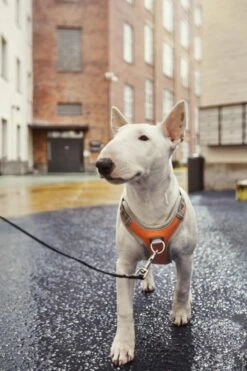 Hurtta Harnas Venture No-Pull Buckthorn -Huisdierproducten 6410329340604 met hond 2