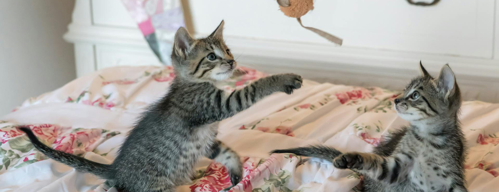 Huisdierproducten 4 Huisdierproducten -Huisdierproducten pexels pixabay 160755