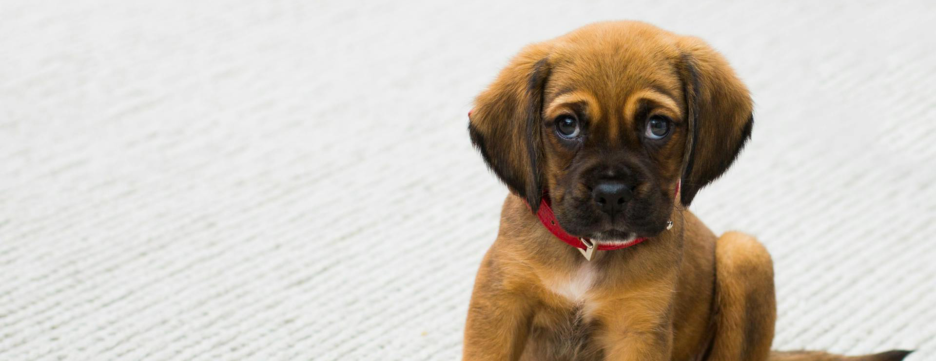 Huisdierproducten 2 Huisdierproducten -Huisdierproducten pexels tdcat 59523